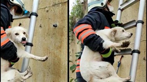 D­e­r­e­d­e­ ­m­a­h­s­u­r­ ­k­a­l­a­n­ ­k­ö­p­e­ğ­i­ ­i­t­f­a­i­y­e­ ­e­k­i­p­l­e­r­i­ ­k­u­r­t­a­r­d­ı­ ­-­ ­S­o­n­ ­D­a­k­i­k­a­ ­H­a­b­e­r­l­e­r­